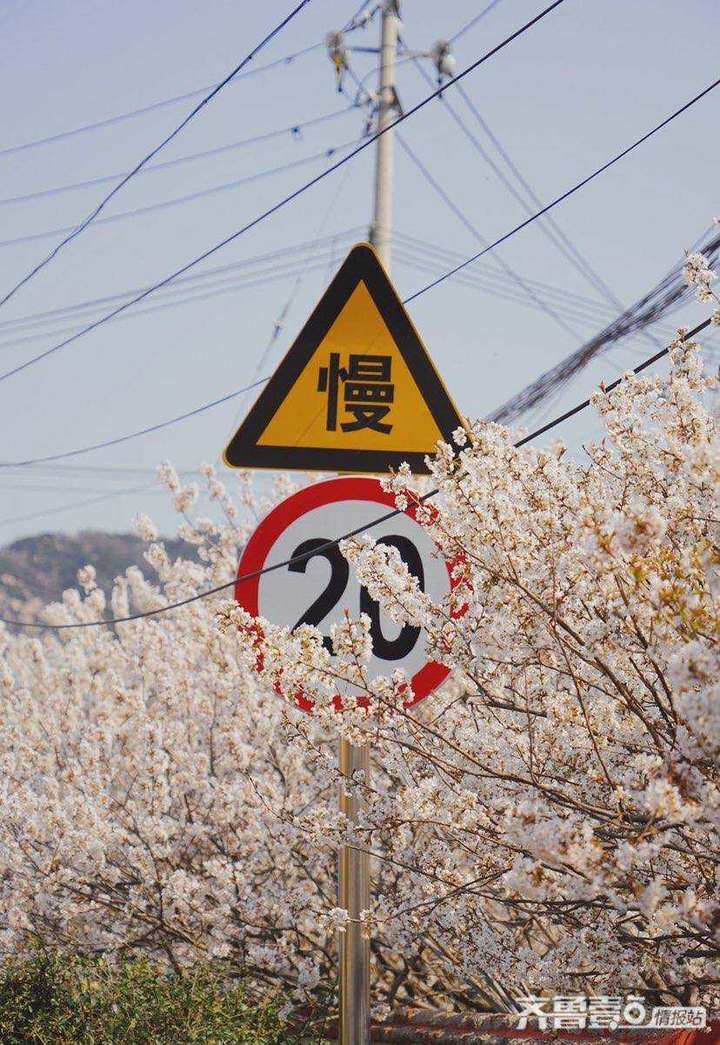 齐鲁晚报网-山东新闻门户 传播品质资讯